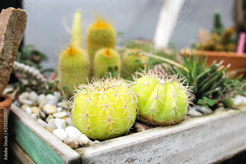 Small cactus in a pot