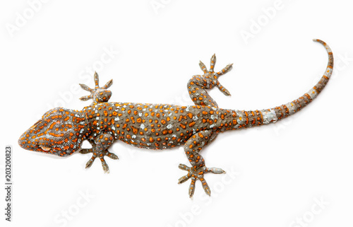 Gecko Red stripes on against white background