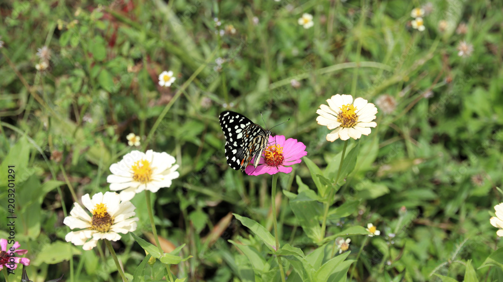 Bunter Schmetterling auf einer Blumenwiese Bunter Schmetterling auf einer Blumenwiese