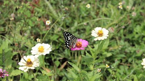 Bunter Schmetterling auf einer Blumenwiese © pauli197