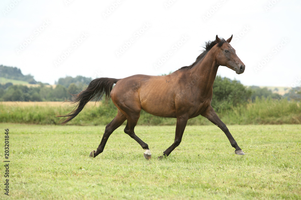 Amazing brown horse running alone Amazing brown horse running alone