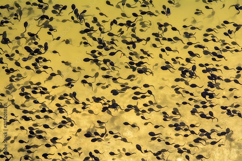 Naklejka premium Tadpoles in a lake