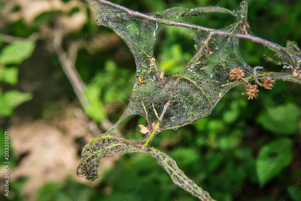 Fototapeta premium cobweb around the branch