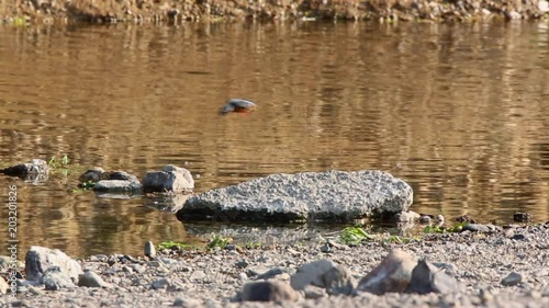 川で狩りをするカワセミ　川石の上から川面を覗き小魚を獲る　日本　高麗川　巾着田　 photo