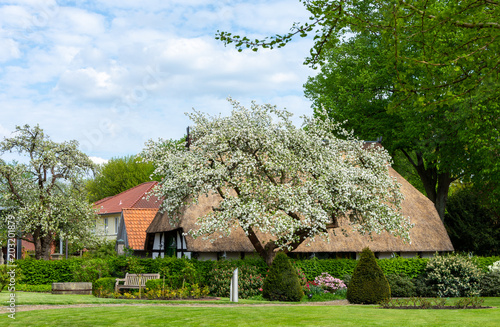 Blühender Apfelbaum vor einem Bauernhaus mit Strohdach in Nienburg an der Weser © ingwio