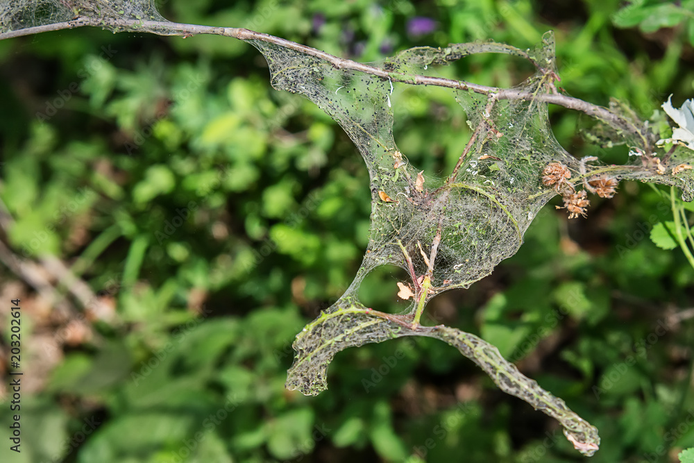 Fototapeta premium cobweb around the branch