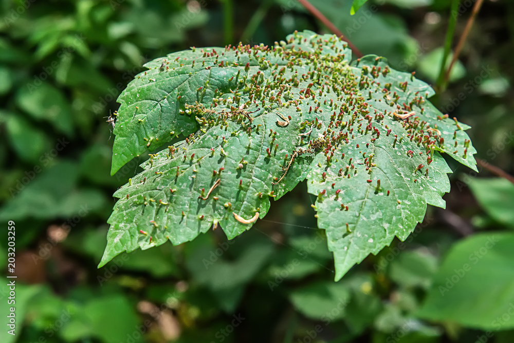 Fototapeta premium Bladdergall Mite (Eriophyidae) Damage to Maple Leaf