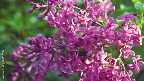 Wallpaper Mural Lilac purple flowers tree , natural seasonal spring floral macro Torontodigital.ca