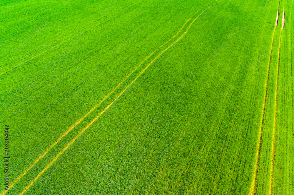 Aerial view of green wheat field with combine tracks Aerial view of green wheat field with combine tracks