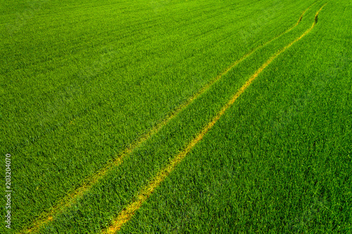 Aerial view of green wheat field with combine tracks