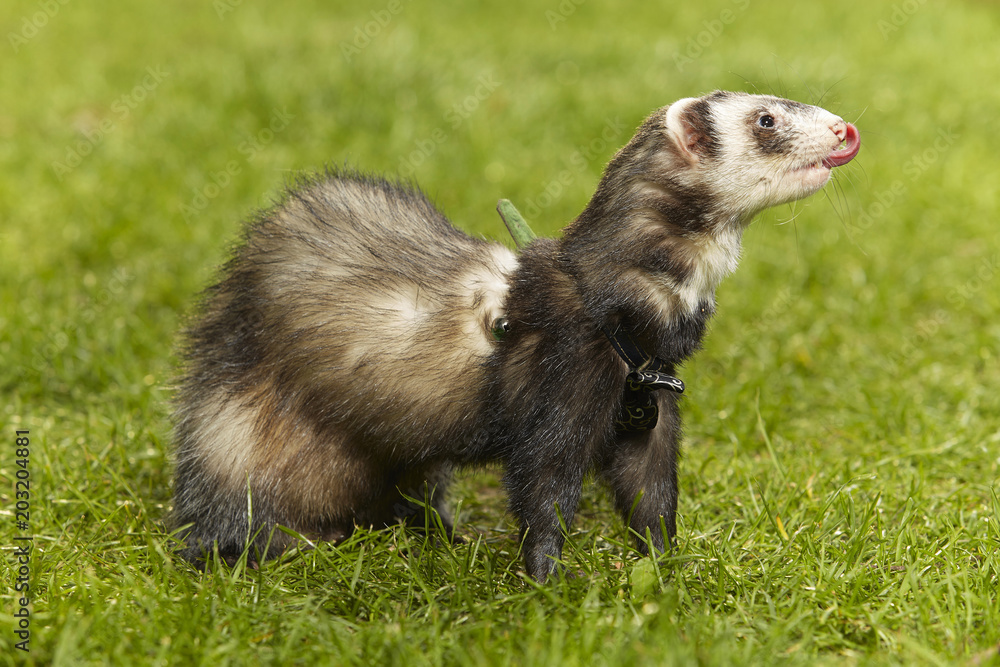 Standard color ferret on fresh green grass in spring park Standard color ferret on fresh green grass in spring park
