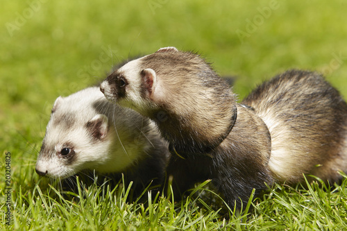 Nice ferret couple on fresh green grass in spring park