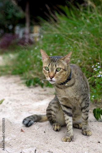 Wallpaper Mural Cute domestic cat siting at the sand  Torontodigital.ca