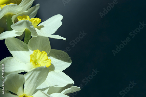 Fototapeta Naklejka Na Ścianę i Meble -  Fresh White Flowers On Black Background. Horizontal Shot Of White Flowers On Black. Cropped Shot Of Daffodils On Dark Background.
