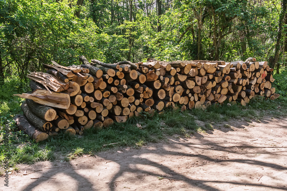 Fototapeta premium Pile of wood in the forest
