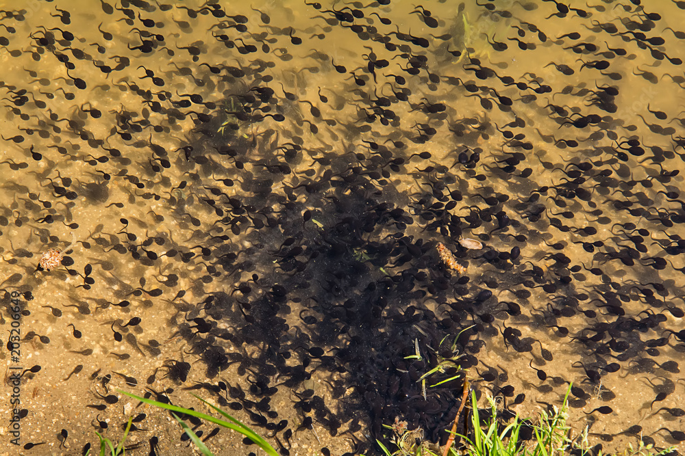 Naklejka premium Tadpoles in a lake