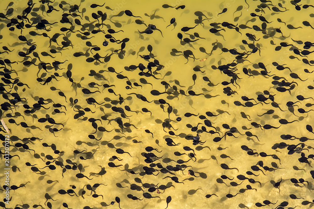 Naklejka premium Tadpoles in a lake