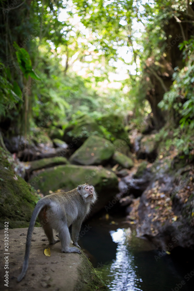 A wild macaque in the forest of Bali Indonesia. A wild macaque in the forest of Bali Indonesia.