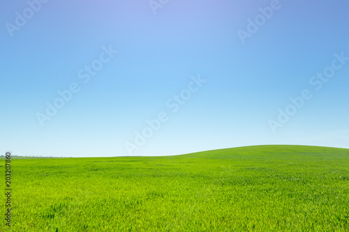 beautiful Green field