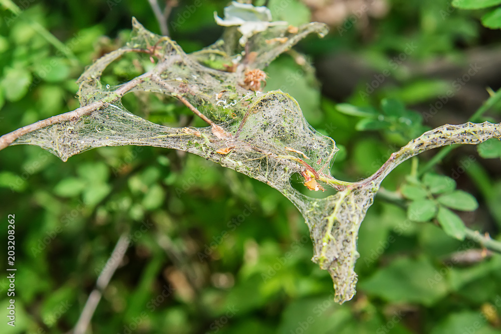 Fototapeta premium cobweb around the branch