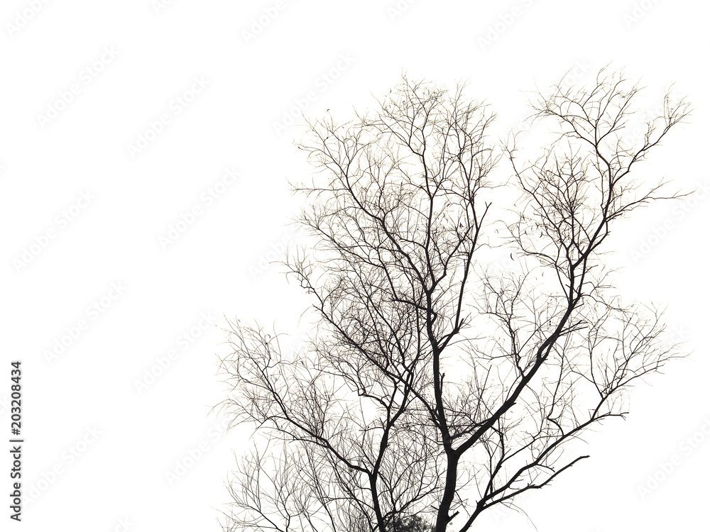 Dry tree on white background Dry tree on white background