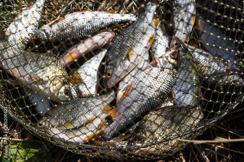 River fish in a grid