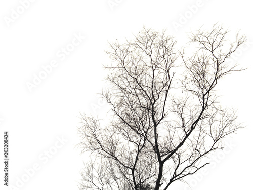 Dry tree on white background