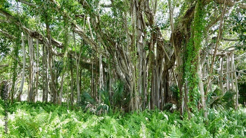 Dschungel, Urwald, Bäume mit Luftwurzeln