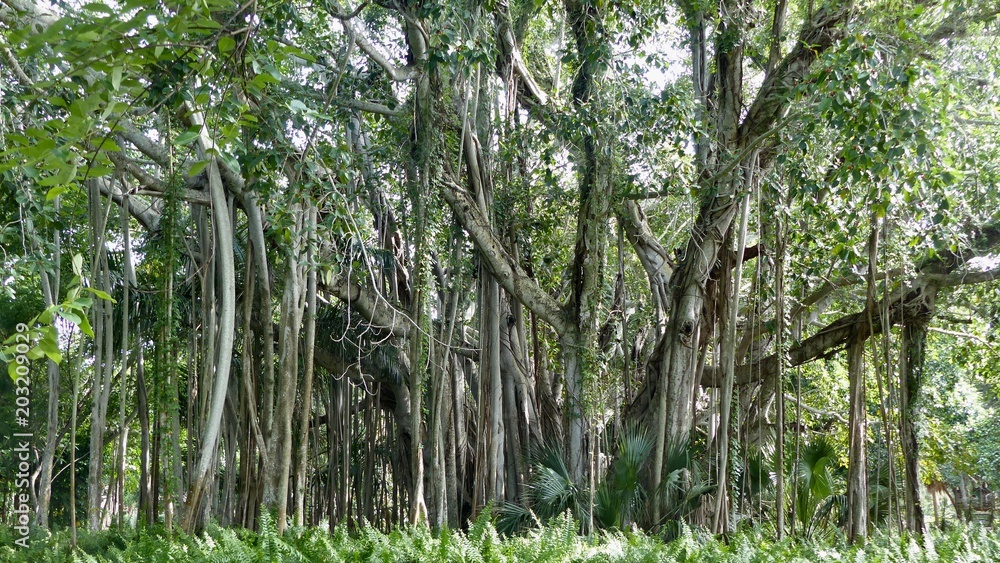 Fototapeta premium Dschungel, Urwald, Bäume mit Luftwurzeln