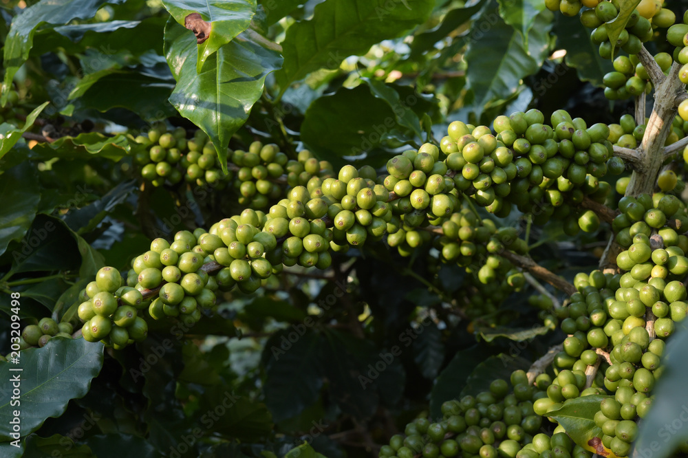 custom made wallpaper toronto digitalGreen coffee beans on stem.
