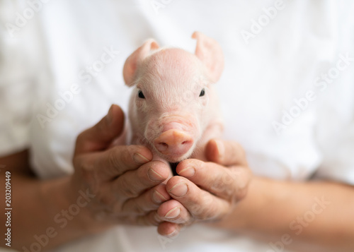 neugeborenes Schwein in den Händen der Bäuerin, schaut nach vorn, Glück photo