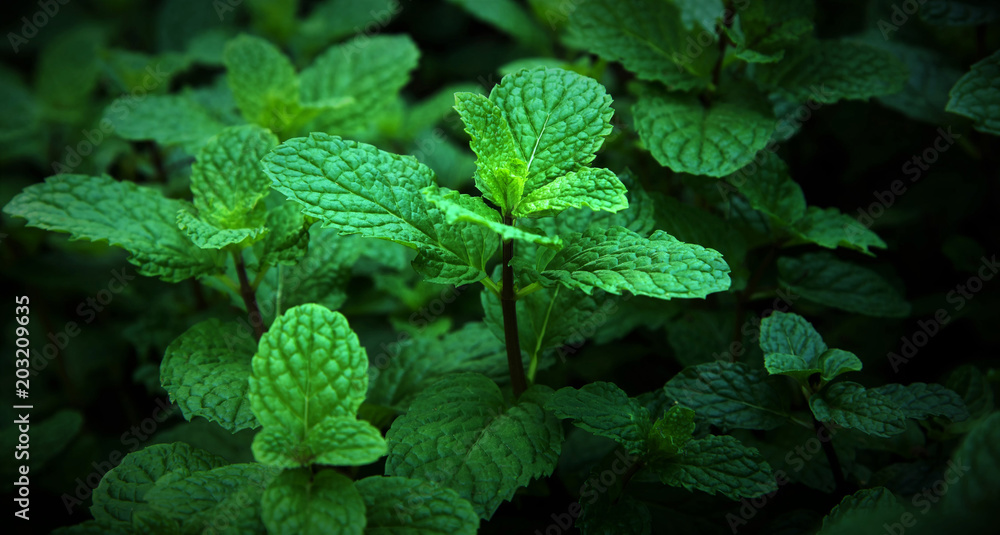 Mint leaves green grow at tropical vegetable garden, Herbal organic plants source of vitamin. Mint leaves green grow at tropical vegetable garden, Herbal organic plants source of vitamin.
