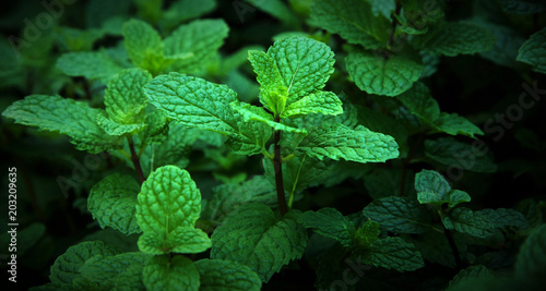 Mint leaves green grow at tropical vegetable garden, Herbal organic plants source of vitamin. 