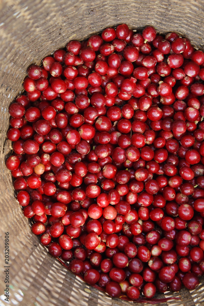Fresh coffee bean in basket Fresh coffee bean in basket