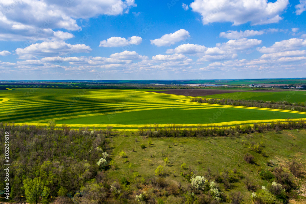 yellow-green field. Aerial view landscape. shooting from a drone 