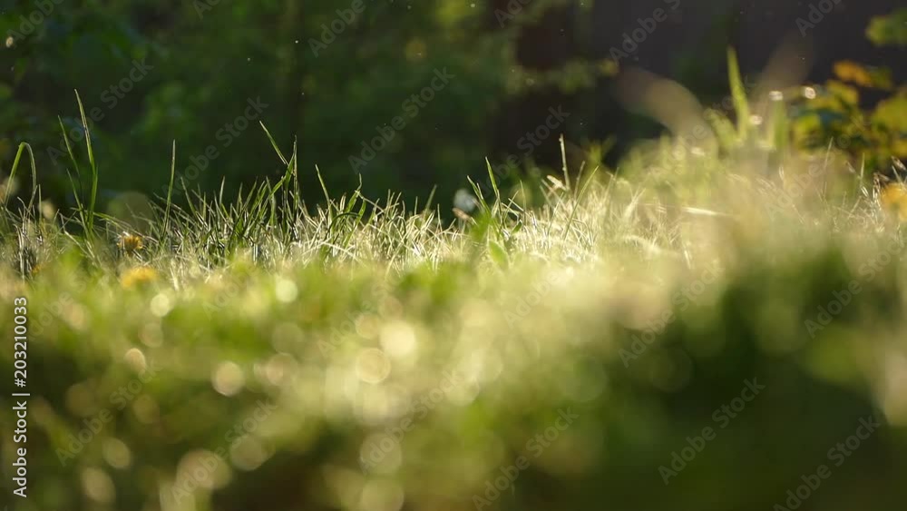Beautiful grass at sunset. Beautiful nature in the summer. Insects fly over the grass in the rays of the sun. Yellow-green video textures. Beautiful grass at sunset. Beautiful nature in the summer. Insects fly over the grass in the rays of the sun. Yellow-green video textures.