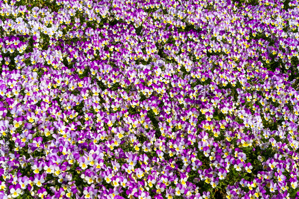 Flower background wall