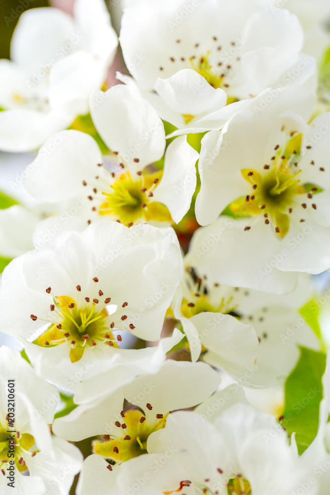 Fototapeta premium Cherry blossom in spring