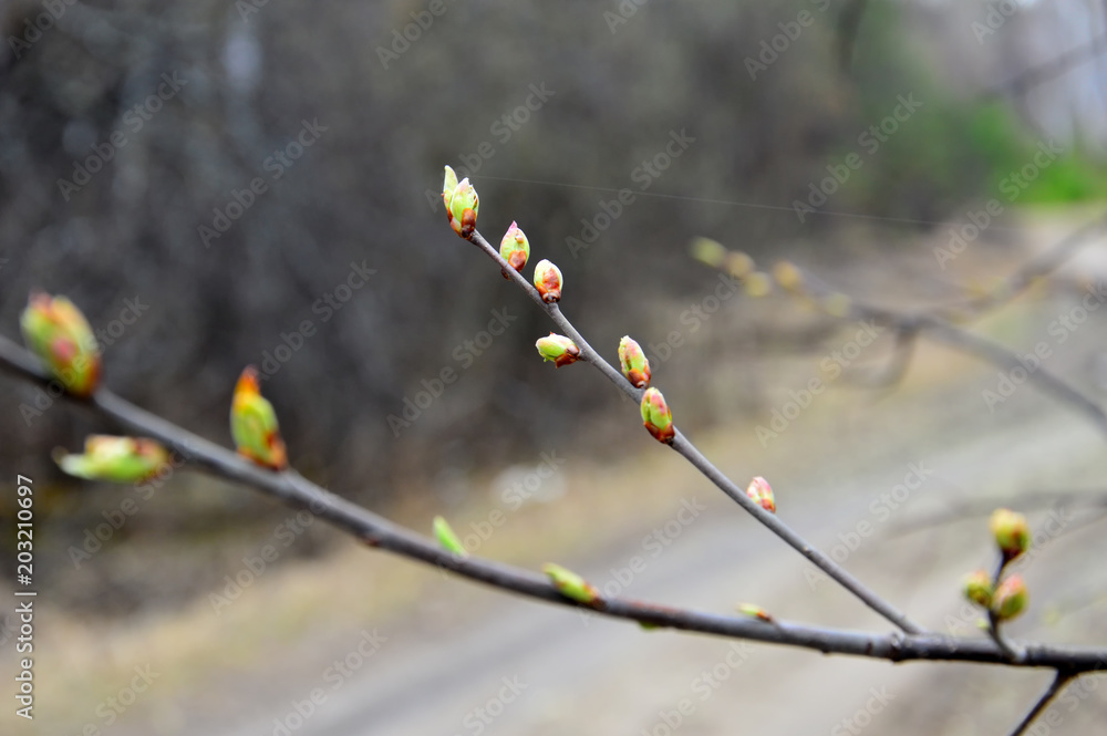 Branch of bird Cherry in spring. Blossoms. (Lat. Prunus padus) Branch of bird Cherry in spring. Blossoms. (Lat. Prunus padus)