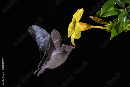 Obraz na plátně Pallas's Long-tongued Bat - Glossophaga soricina, new world leaf-nosed bat feeding nectar on the flower in night, Central America forests, Costa Rica
