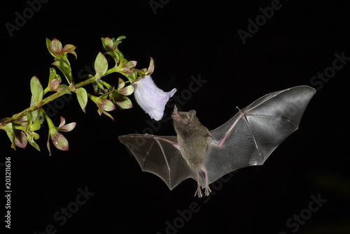 Pallas's Long-tongued Bat - Glossophaga soricina, new world leaf-nosed bat feeding nectar on the flower in night, Central America forests, Costa Rica. photo