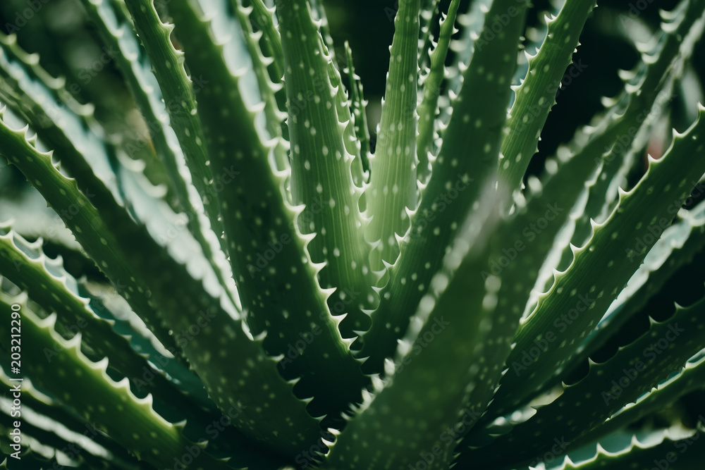 Closeup of green tropical plant. Aloe vera Closeup of green tropical plant. Aloe vera
