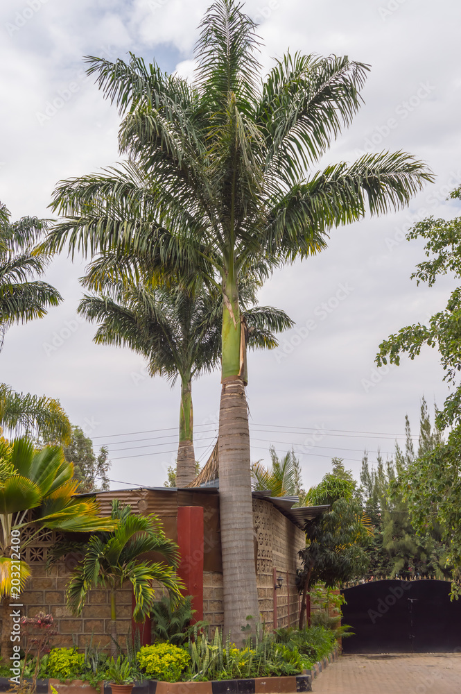 View of two palm trees in a garden in Nairobi