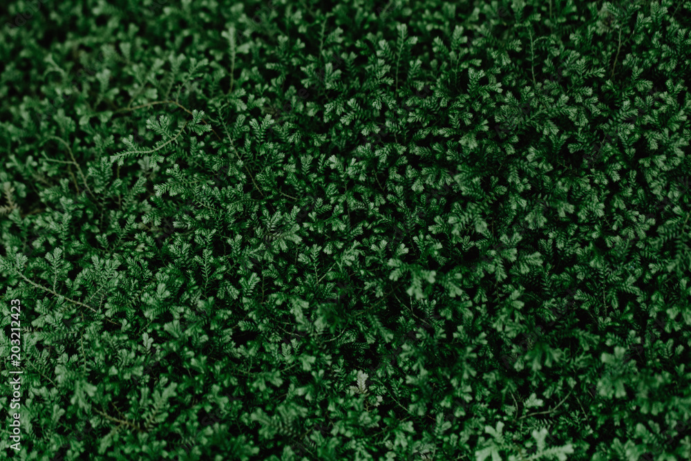 Closeup of small green tropical plants Closeup of small green tropical plants