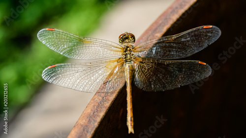 Close-up of dragonfly in nature, blured green background