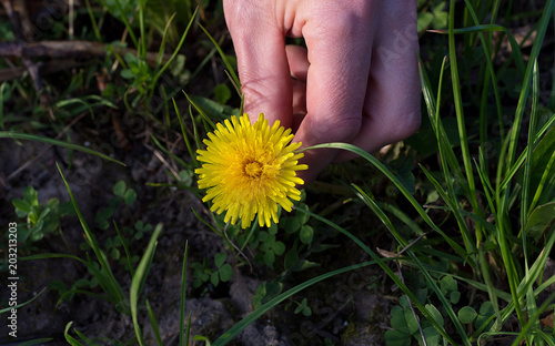 Pick a dandelion flower. Spring time