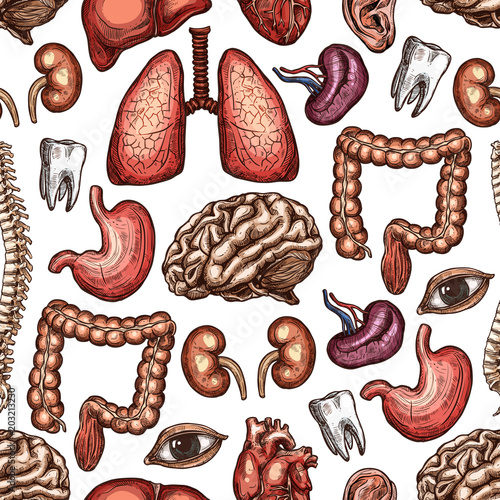 Anatomy seamless pattern background of human organ