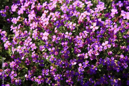 Blaukissen  Aubrieta deltoidea