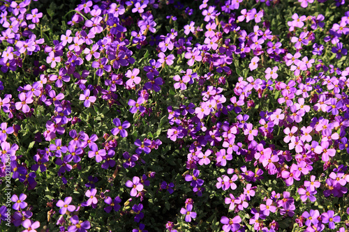 Blaukissen  Aubrieta deltoidea