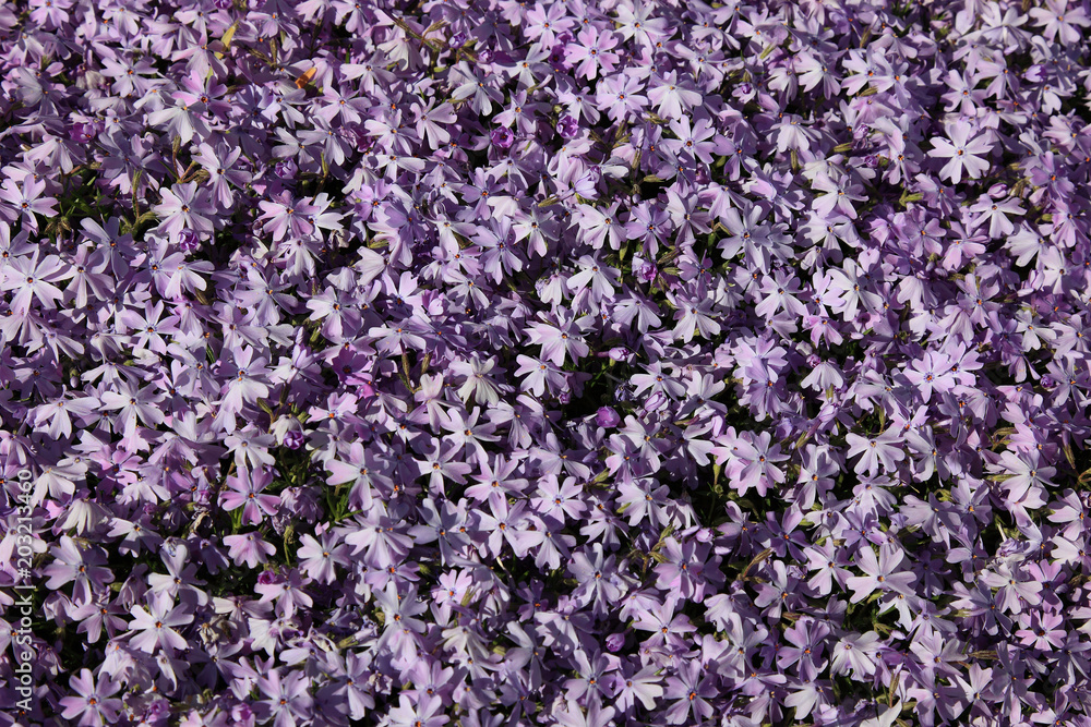 Fototapeta premium Blaukissen, Aubrieta deltoidea